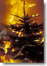 Dert Baum brennt brenn_baum